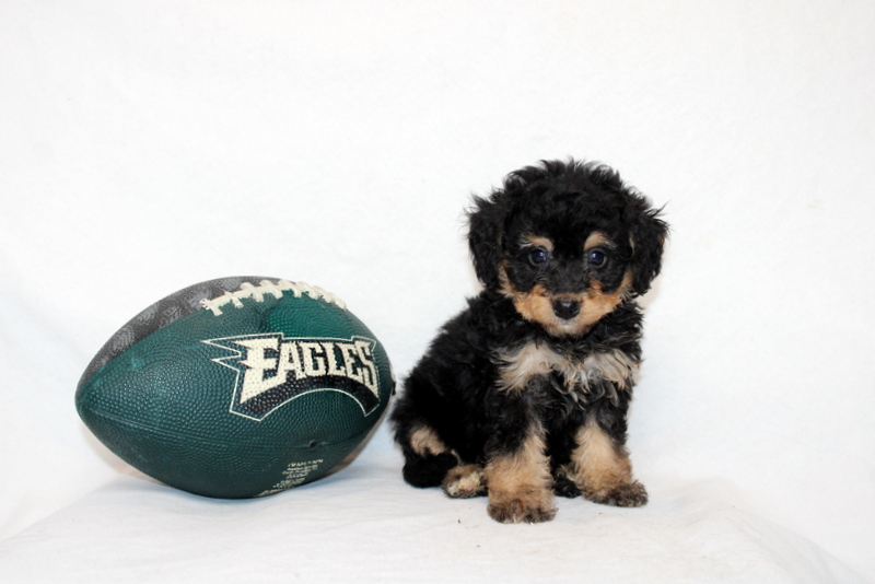 puppy, for, sale, Mini Bernedoodle F2, Matthew B. Stoltzfus, dog, breeder, Gap, PA, dog-breeder, puppy-for-sale, forsale, nearby, find, puppyfind, locator, puppylocator, aca